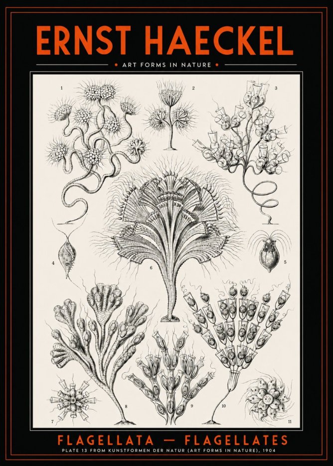 Ernst Haeckel Flagellata - Flagellates No2 - Plakát