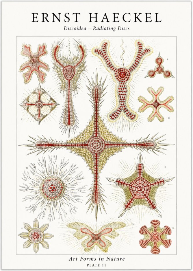 Ernst Haeckel Discoidea – Radiating Discs No1 - Plakát