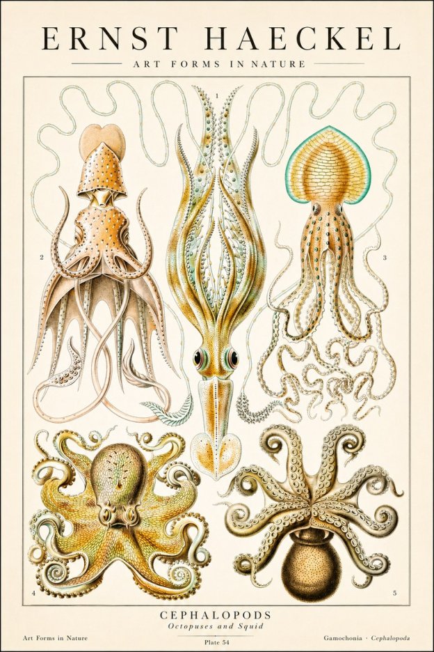 Ernst Haeckel Cephalopods Octopuses and Squid No1 - Plakát