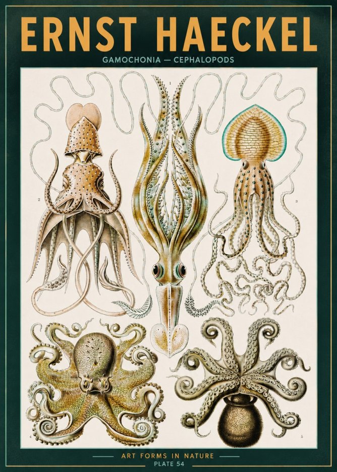 Ernst Haeckel Cephalopods Octopuses and Squid No3 - Plakát
