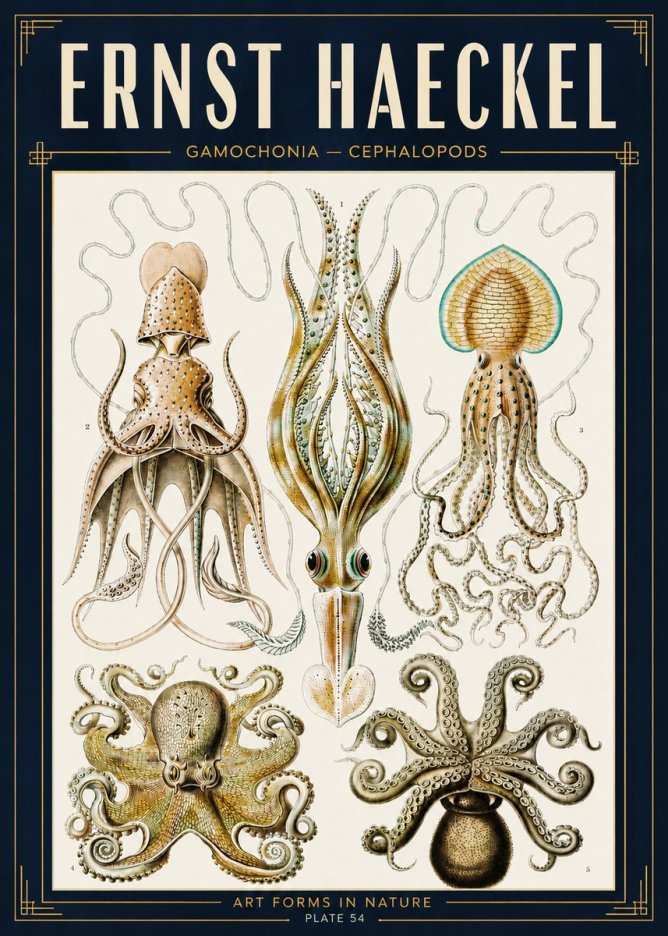 Ernst Haeckel Cephalopods Octopuses and Squid No5 - Plakát