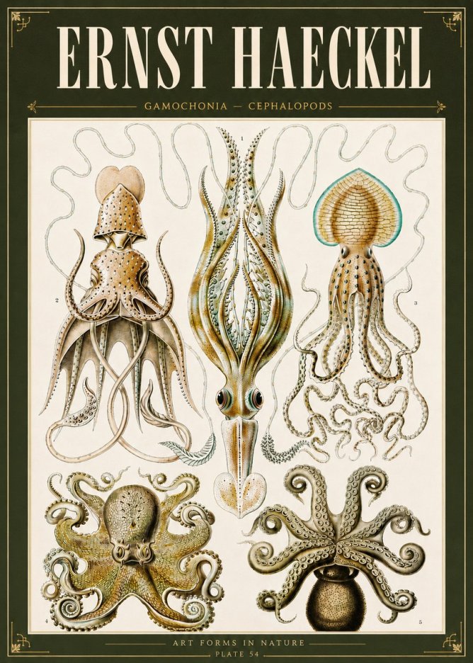 Ernst Haeckel Cephalopods Octopuses and Squid No6 - Plakát