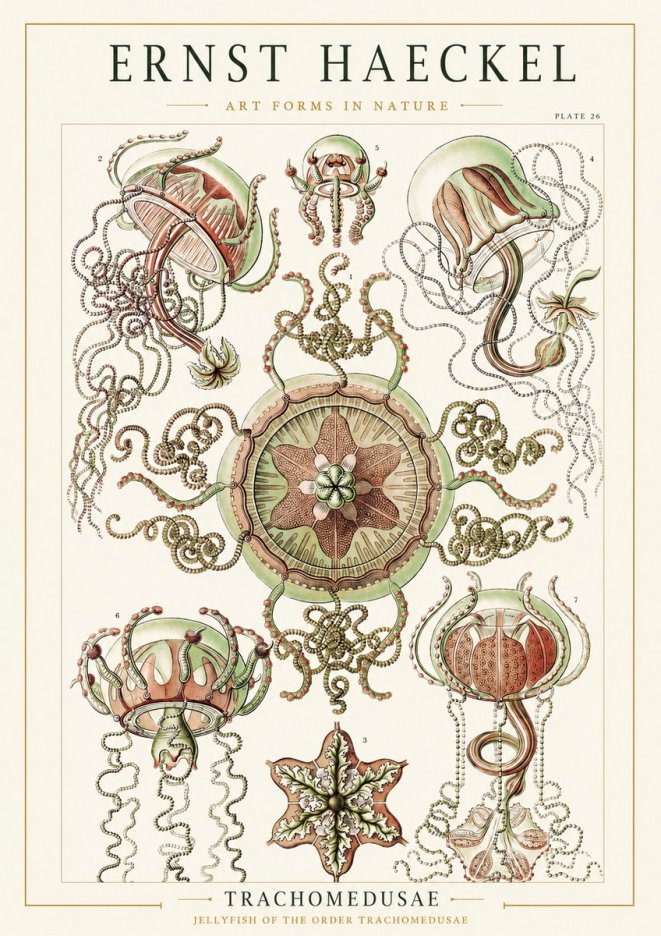 Ernst Haeckel Trachomedusae No1 - Plakát