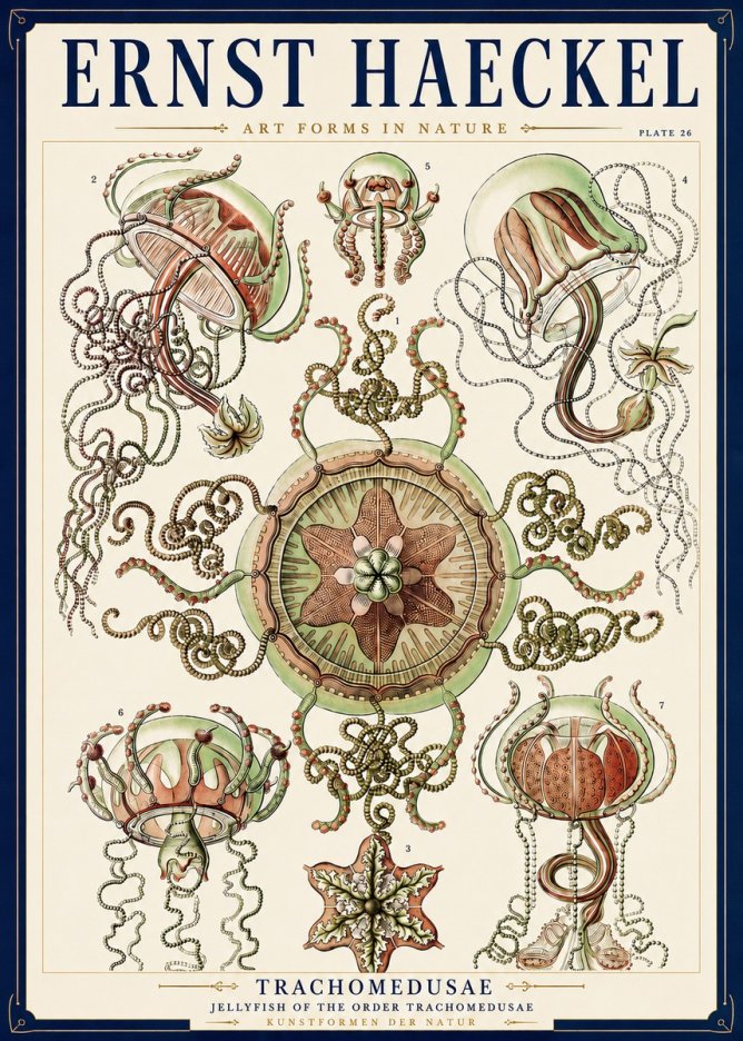 Ernst Haeckel Trachomedusae No3 - Plakát