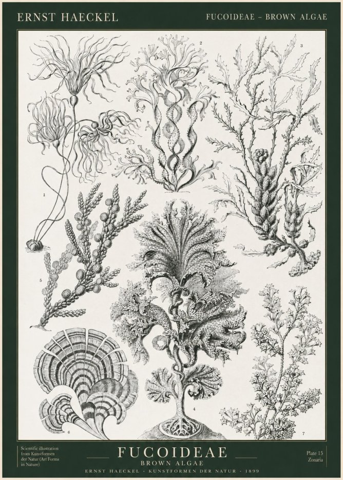 Ernst Haeckel Fucoideae - Brown Algae No1 - Plakát