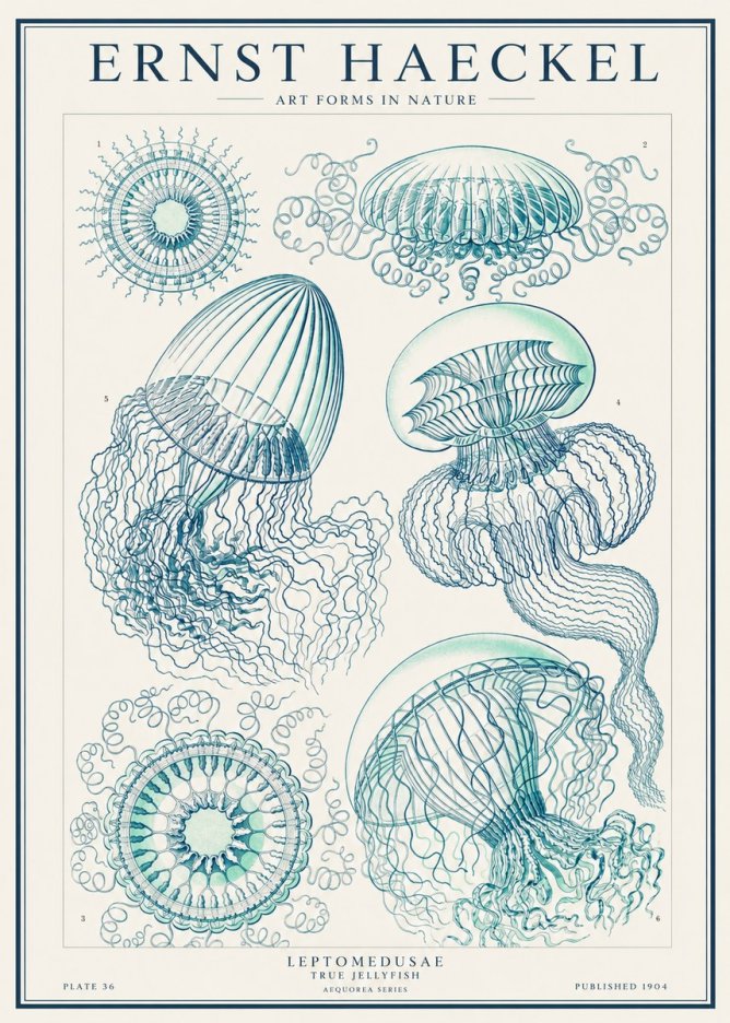 Ernst Haeckel Leptomedusae True Jellyfish No1 - Plakát