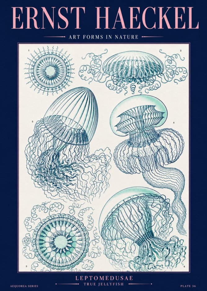 Ernst Haeckel Leptomedusae True Jellyfish No2 - Plakát