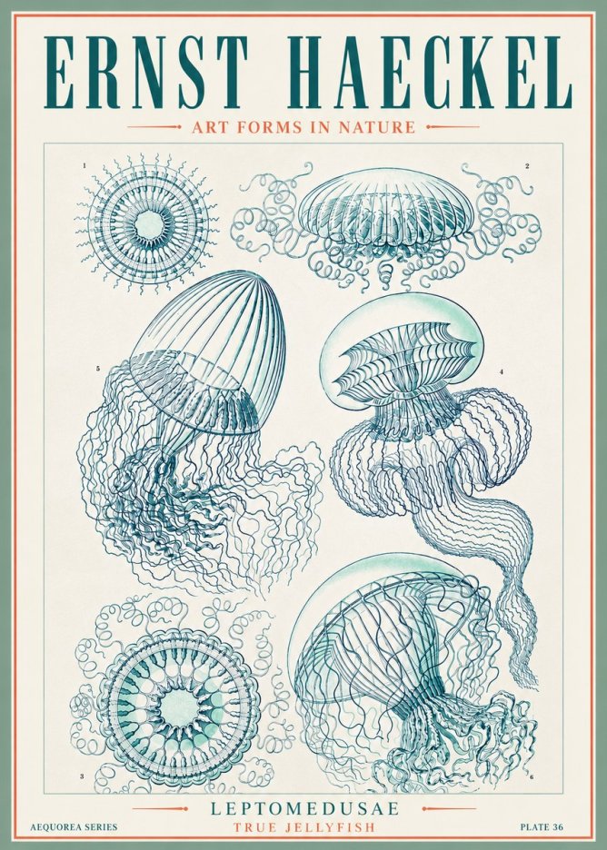 Ernst Haeckel Leptomedusae True Jellyfish No3 - Plakát