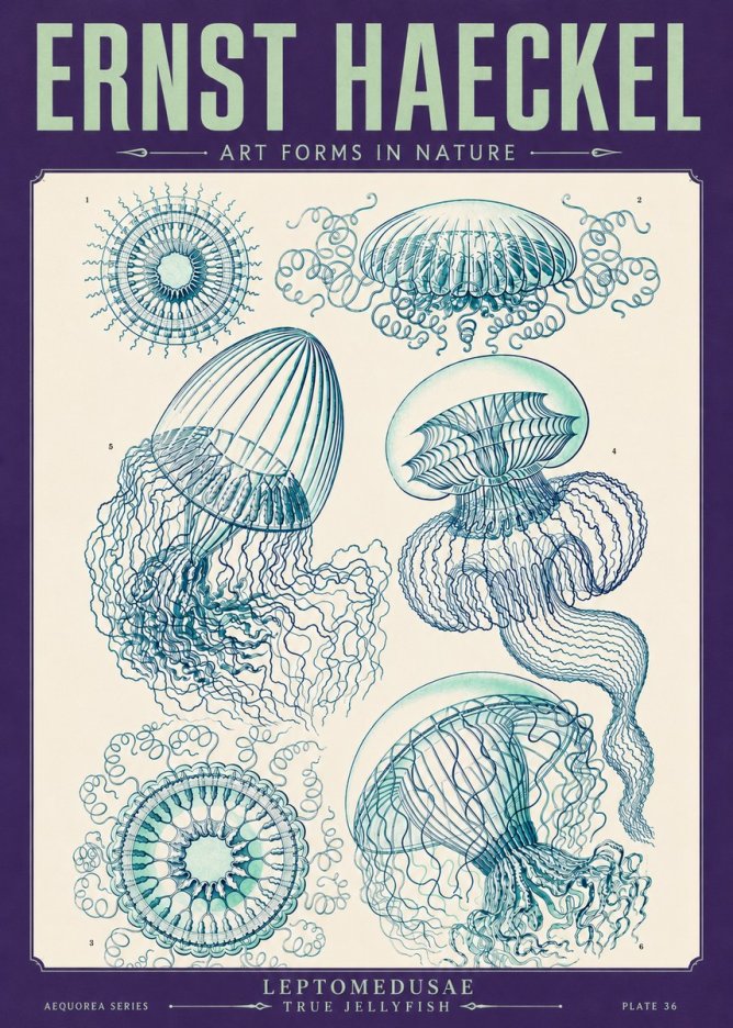 Ernst Haeckel Leptomedusae True Jellyfish No4 - Plakát