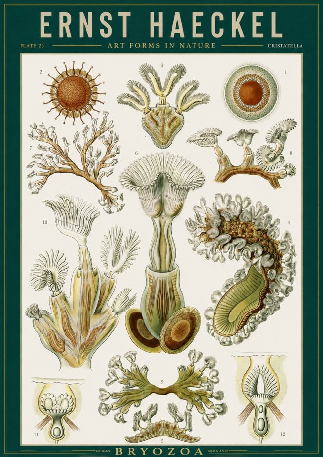 Ernst Haeckel Cristatella No2 - Plakát