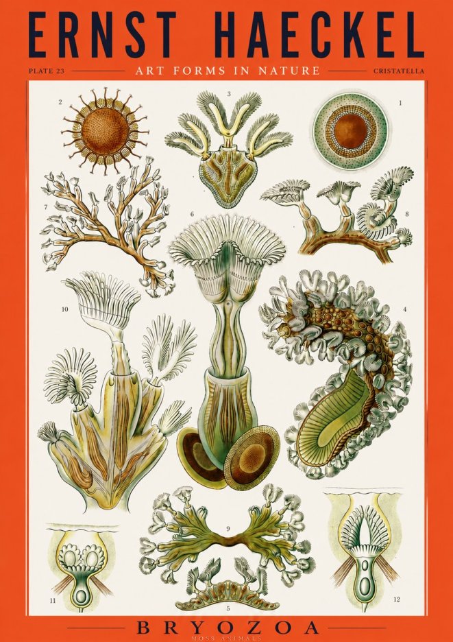 Ernst Haeckel Cristatella No3 - Plakát
