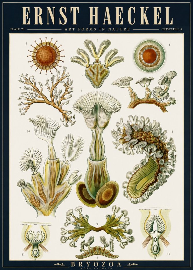 Ernst Haeckel Cristatella No5 - Plakát