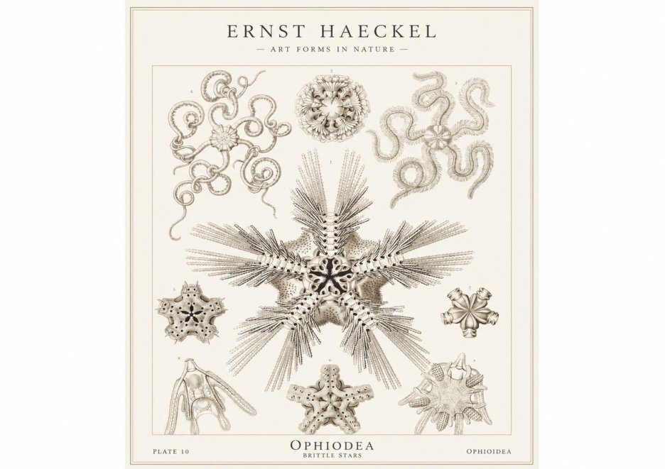Ernst Haeckel Ophiodea - Brittle Stars I No1 - Plakát