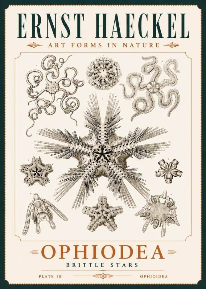 Ernst Haeckel Ophiodea - Brittle Stars I No4 - Plakát