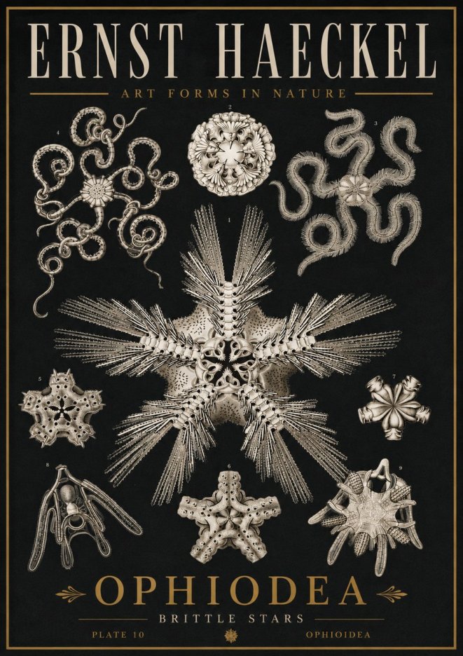 Ernst Haeckel Ophiodea - Brittle Stars I No5 - Plakát