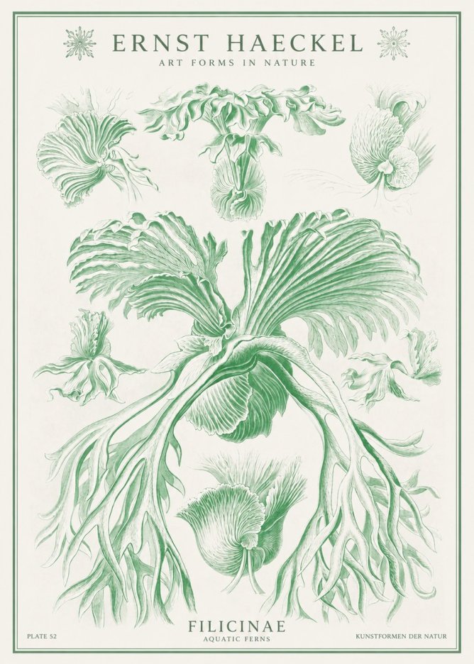 Ernst Haeckel Filicinae No1 - Plakát