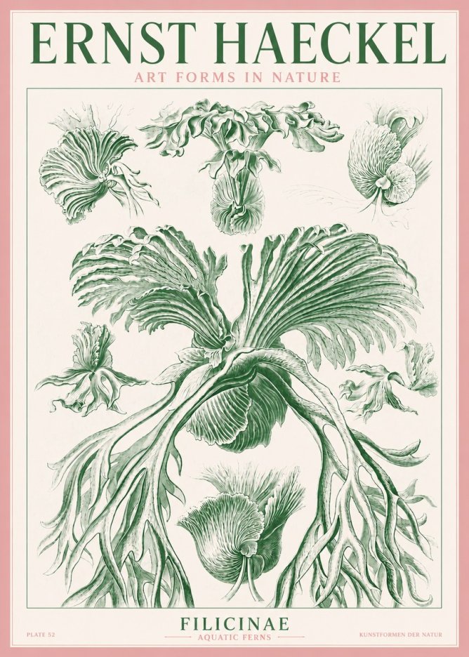 Ernst Haeckel Filicinae No3 - Plakát