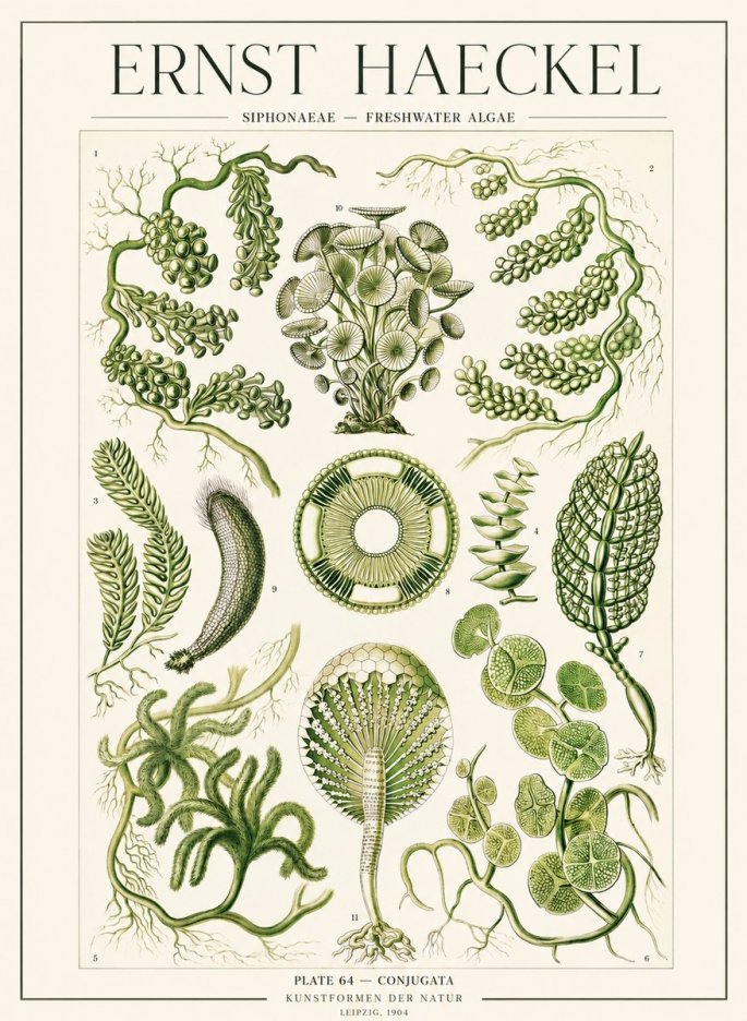 Ernst Haeckel Siphonaceae - Freshwater Algae No1 - Plakát