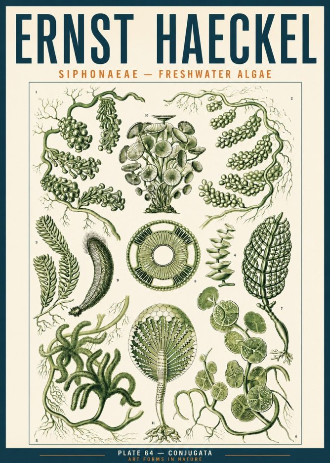 Ernst Haeckel Siphonaceae - Freshwater Algae No3 - Plakát