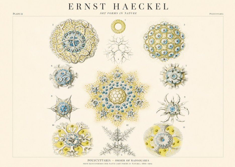 Ernst Haeckel Polycyttaria – Order of Radiolaria No1 - Plakát
