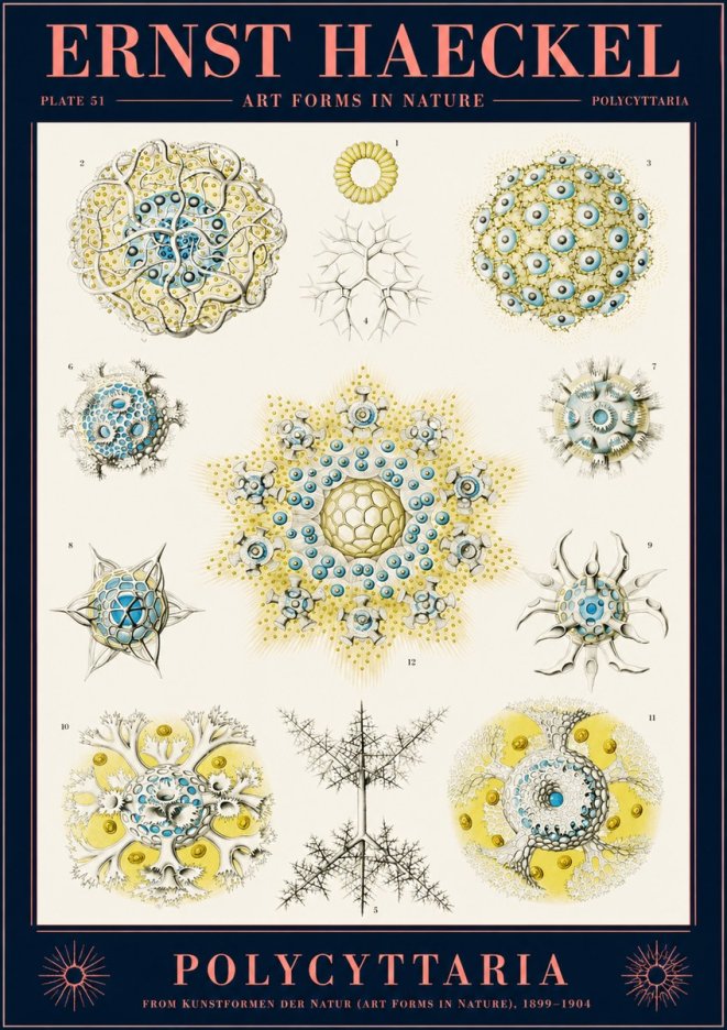 Ernst Haeckel Polycyttaria – Order of Radiolaria No2 - Plakát