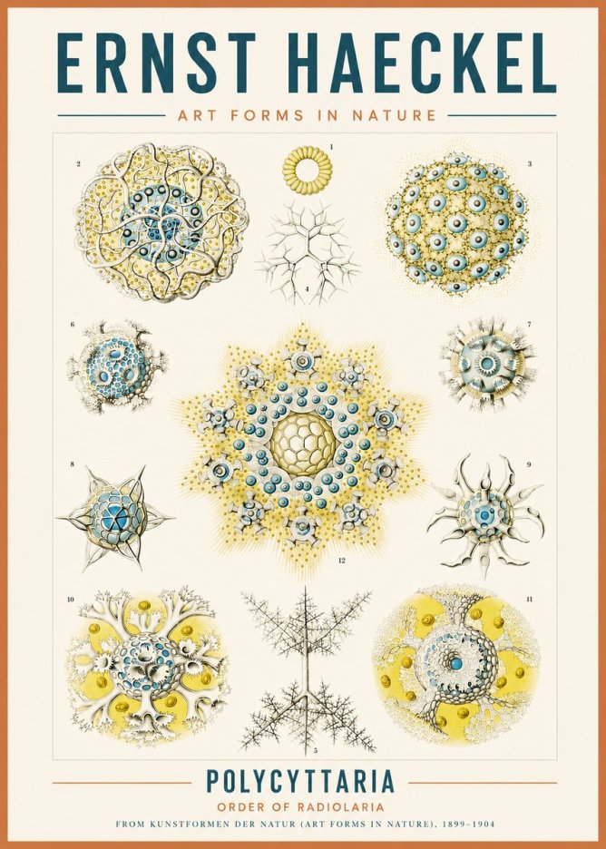 Ernst Haeckel Polycyttaria – Order of Radiolaria No3 - Plakát