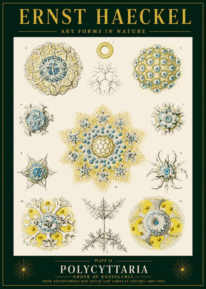 Ernst Haeckel Polycyttaria – Order of Radiolaria No4 - Plakát