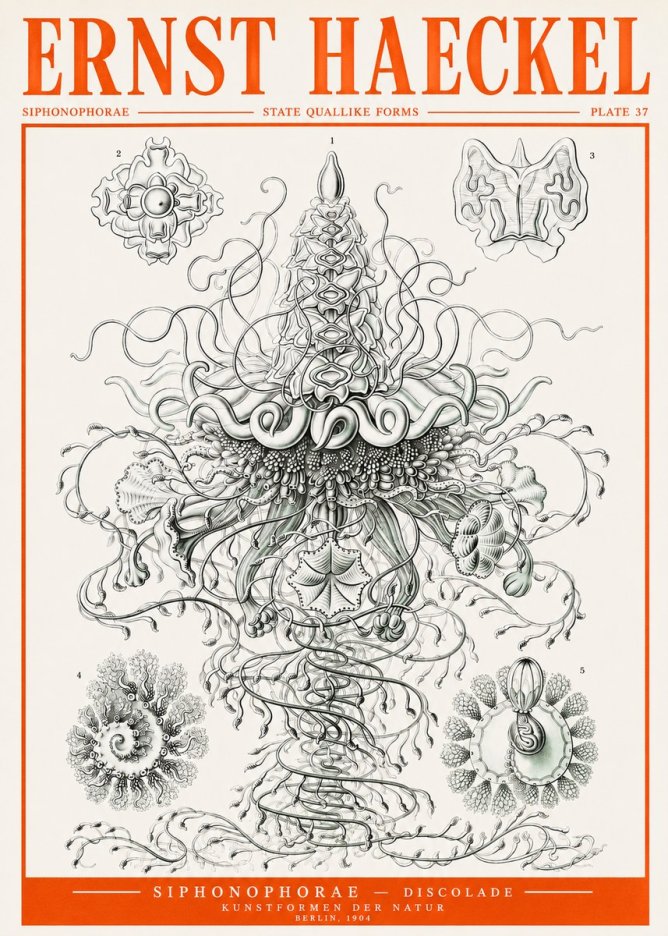 Ernst Haeckel Siphonophorae – State Quallike Forms No2 - Plakát