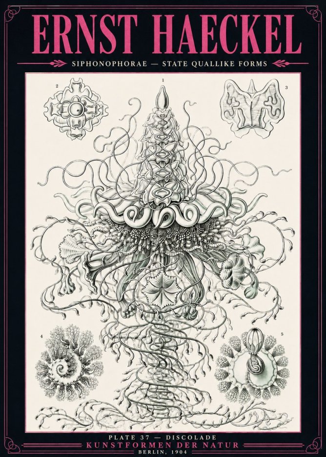 Ernst Haeckel Siphonophorae – State Quallike Forms No3 - Plakát