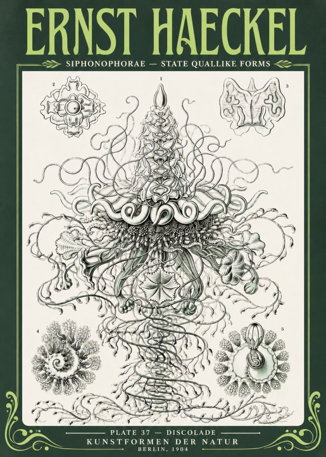 Ernst Haeckel Siphonophorae – State Quallike Forms No4 - Plakát