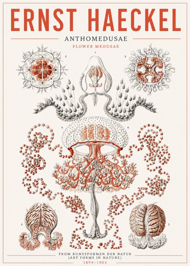 Ernst Haeckel Anthomedusae. Flower Medusae. No5 - Plakát