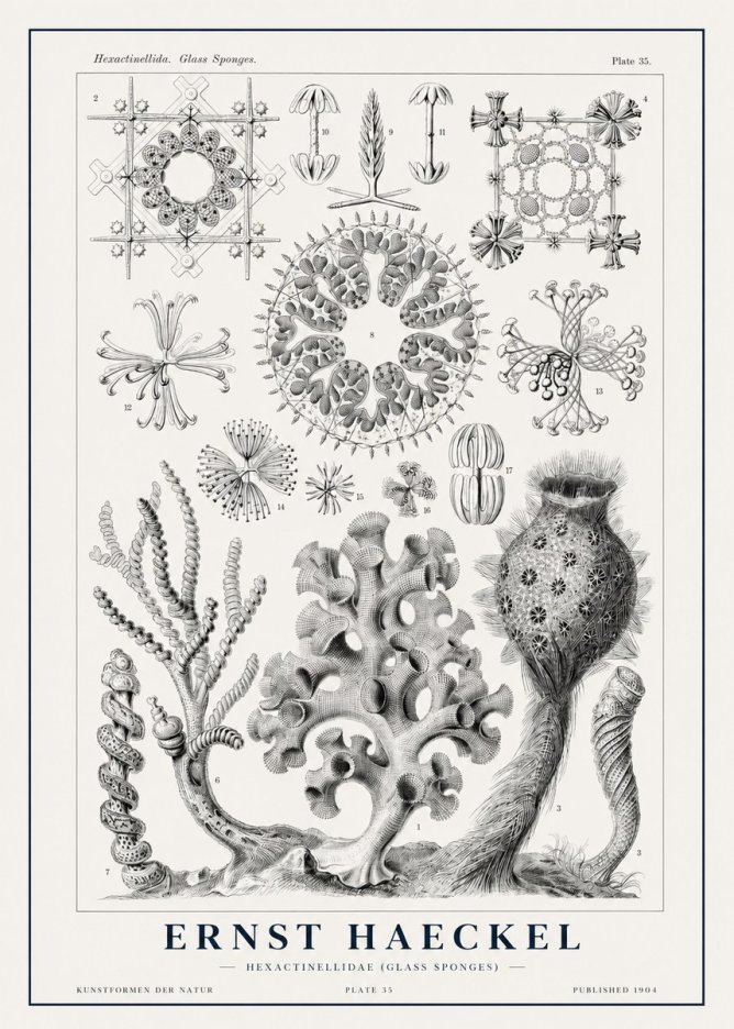 Ernst Haeckel Hexactinellida. Glass Sponges. No1 - Plakát
