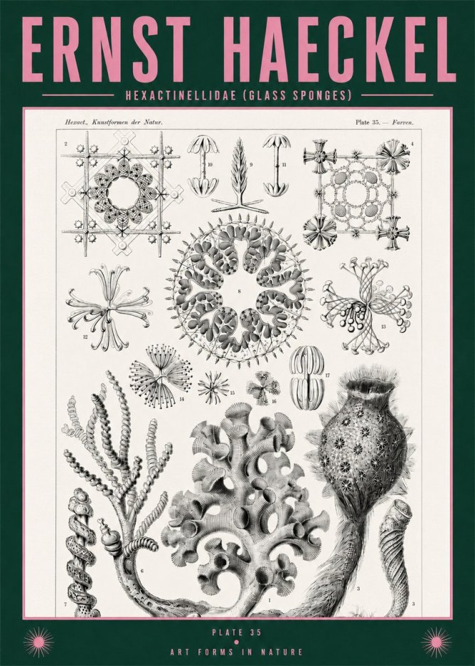 Ernst Haeckel Hexactinellida. Glass Sponges. No2 - Plakát