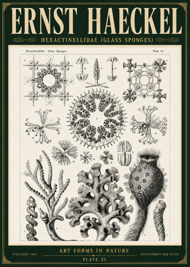 Ernst Haeckel Hexactinellida. Glass Sponges. No5 - Plakát