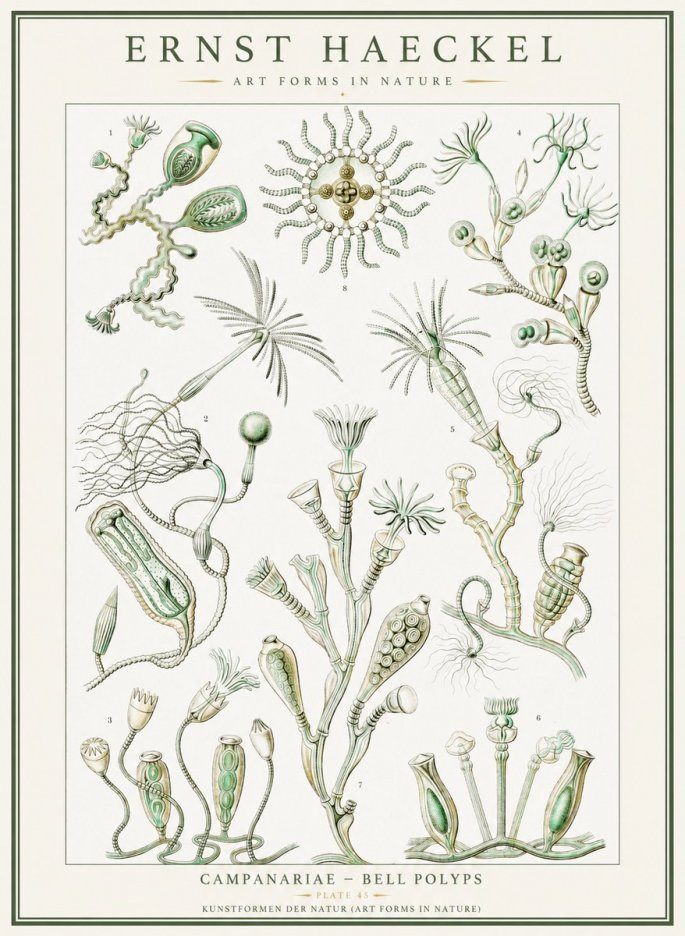 Ernst Haeckel Campanariae – Bell Polyps No1 - Plakát