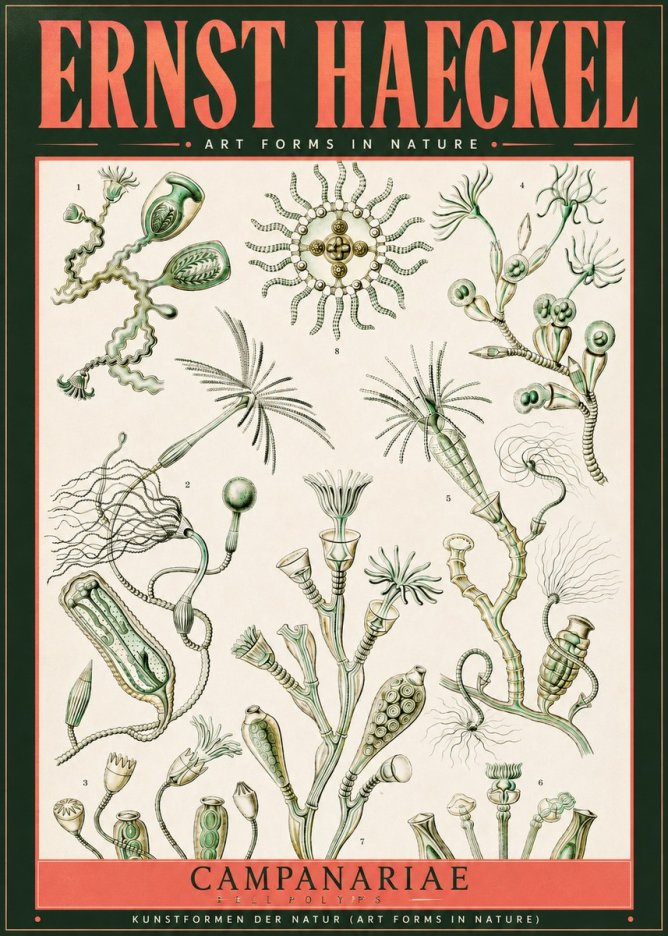 Ernst Haeckel Campanariae – Bell Polyps No2 - Plakát