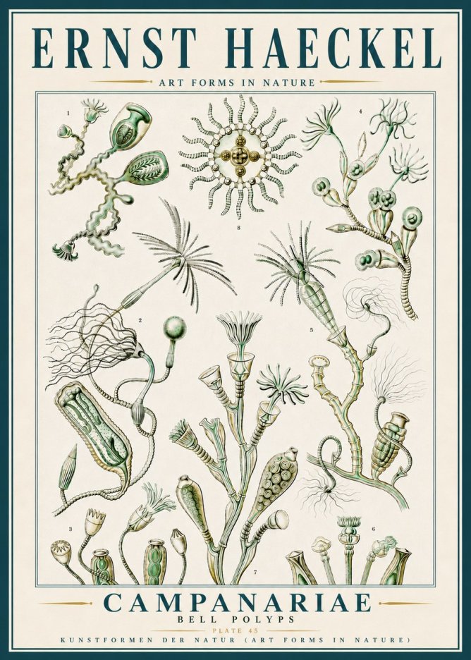 Ernst Haeckel Campanariae – Bell Polyps No5 - Plakát