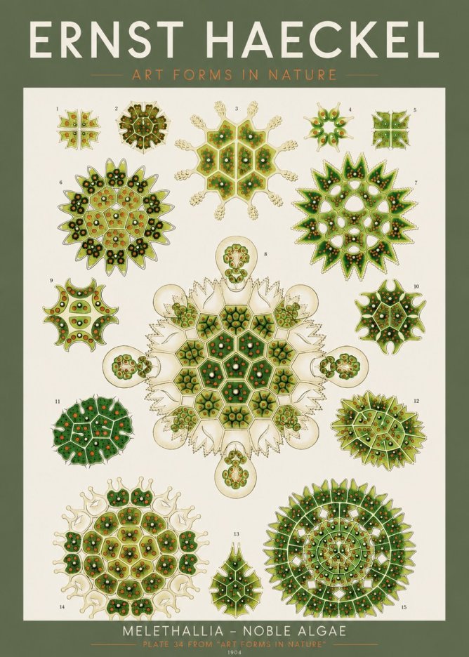 Ernst Haeckel Melethallia - Noble Algae No2 - Plakát
