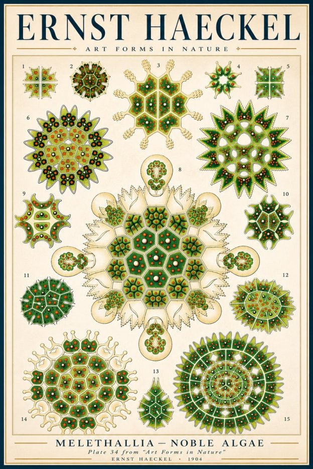 Ernst Haeckel Melethallia - Noble Algae No3 - Plakát