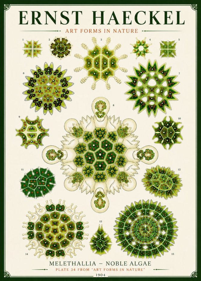Ernst Haeckel Melethallia - Noble Algae No6 - Plakát