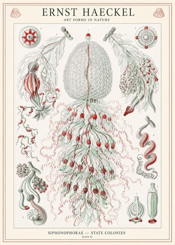 Ernst Haeckel Siphonophorae - State Colonies No1 - Plakát