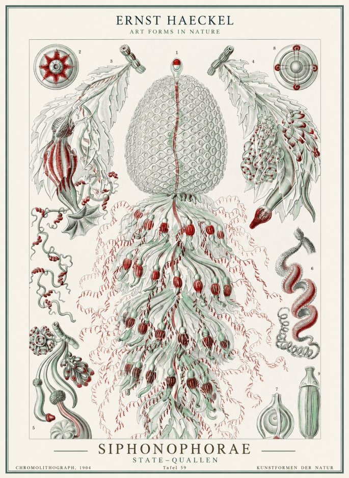 Ernst Haeckel Siphonophorae - State Colonies No2 - Plakát