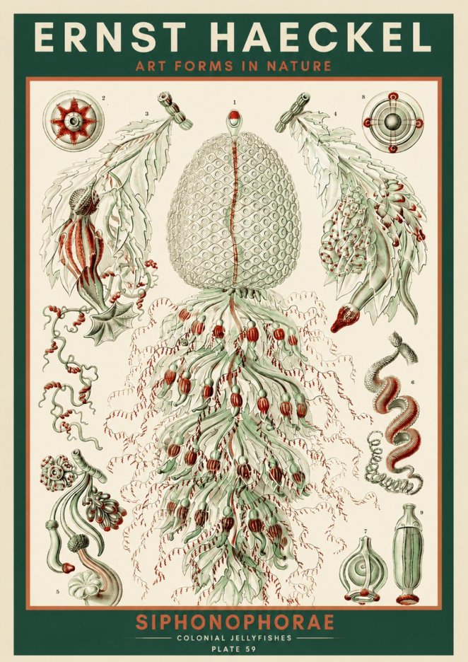 Ernst Haeckel Siphonophorae - State Colonies No4 - Plakát
