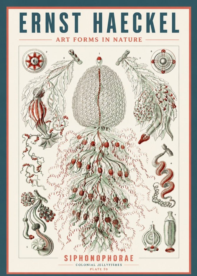 Ernst Haeckel Siphonophorae - State Colonies No5 - Plakát