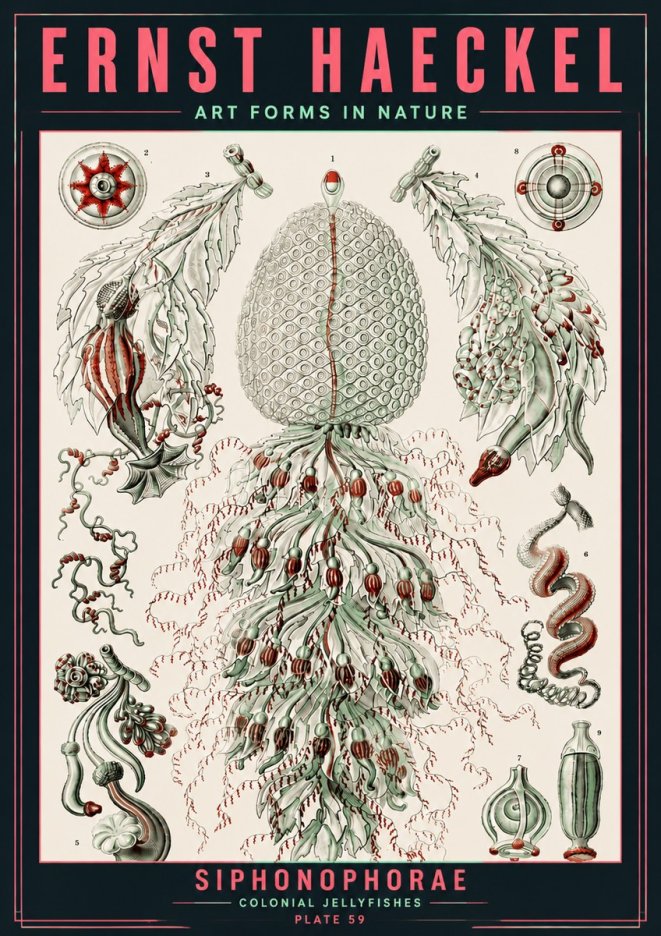 Ernst Haeckel Siphonophorae - State Colonies No6 - Plakát