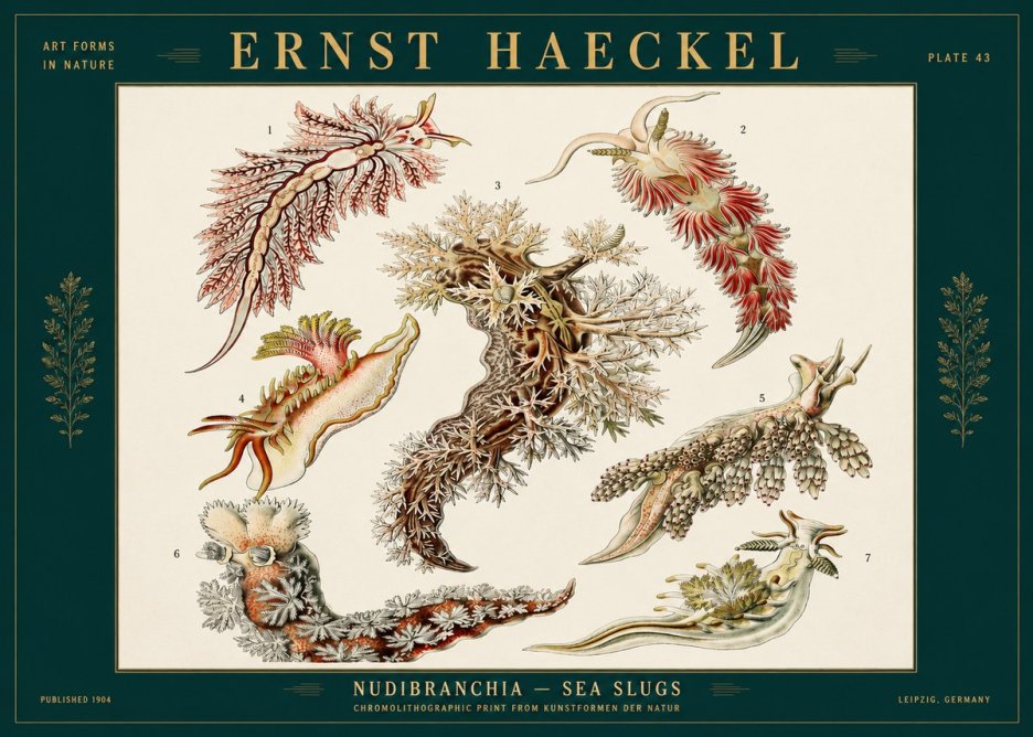 Ernst Haeckel Nudibranchia – Sea Slugs No2 - Plakát