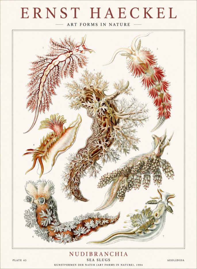 Ernst Haeckel Nudibranchia – Sea Slugs No4 - Plakát