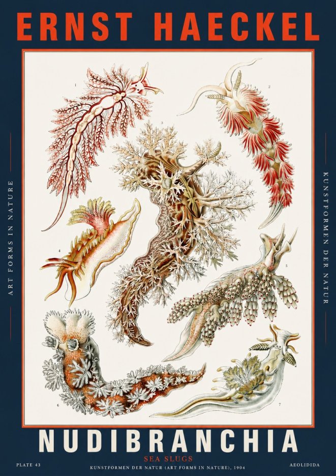 Ernst Haeckel Nudibranchia – Sea Slugs No5 - Plakát