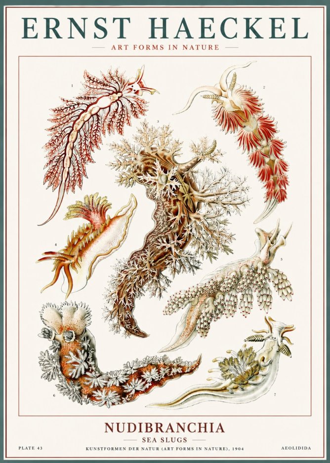 Ernst Haeckel Nudibranchia – Sea Slugs No6 - Plakát