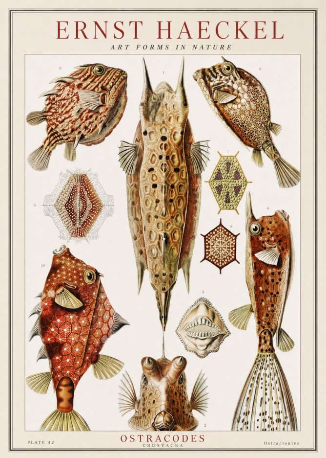Ernst Haeckel Ostracodes Crustacea No1 - Plakát